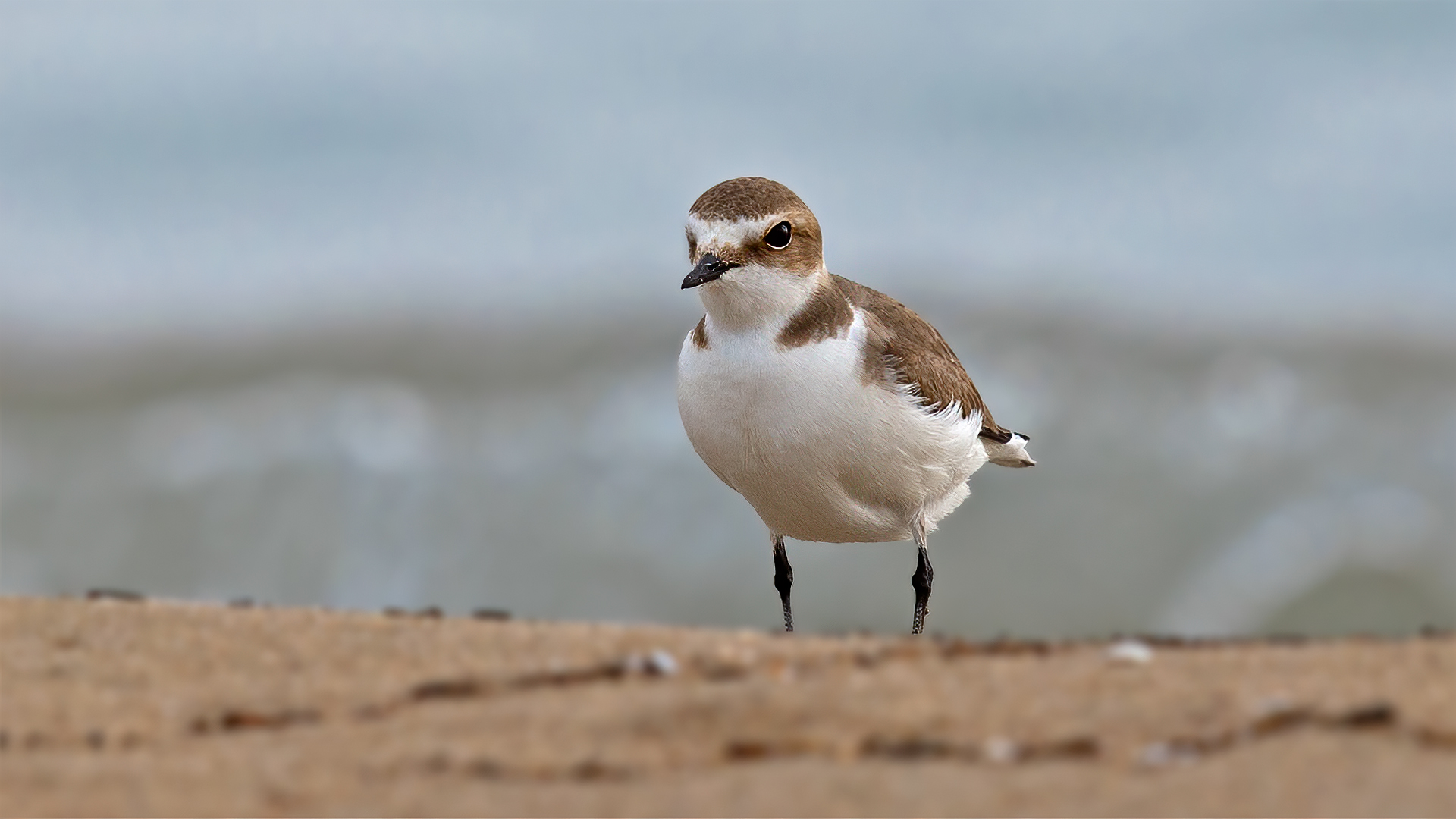 Kentish Plover